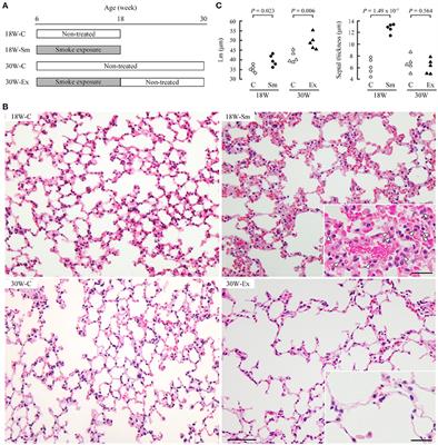 Progression of Pulmonary Emphysema and Continued Increase in Ectodomain Shedding of Cell Adhesion Molecule 1 After Cessation of Cigarette Smoke Exposure in Mice